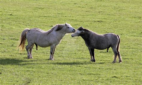 gay horses